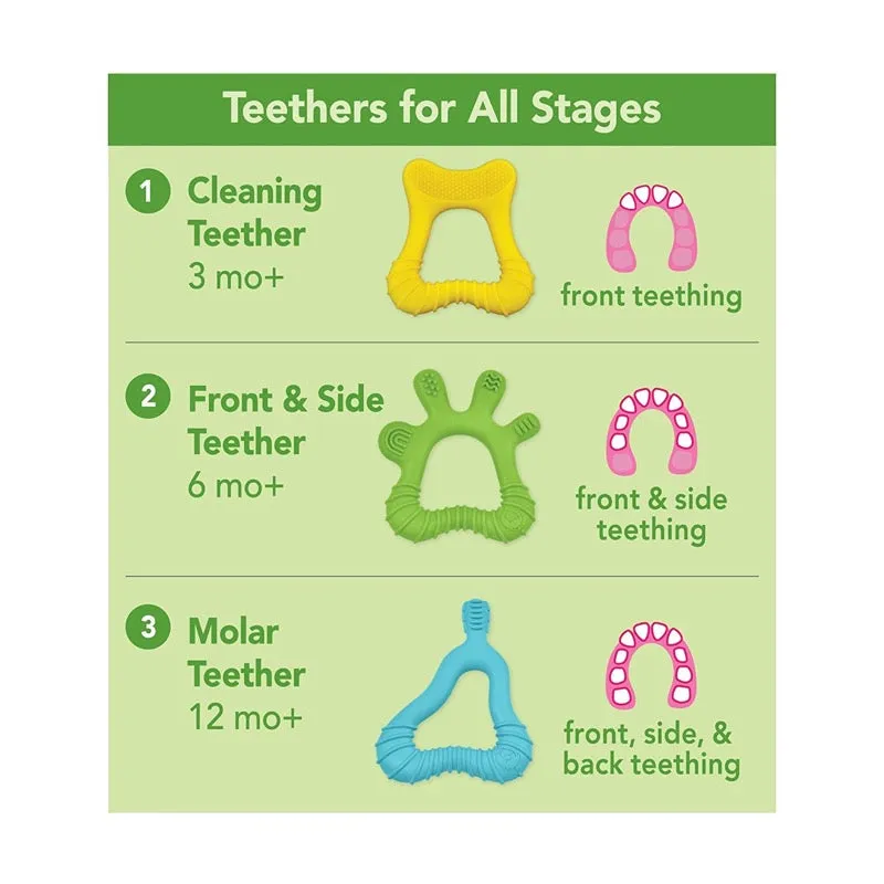 Green Sprouts Molar Teether