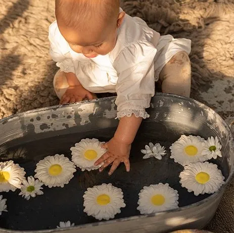 Margarita the Daisy