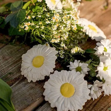 Margarita the Daisy