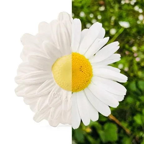 Margarita the Daisy
