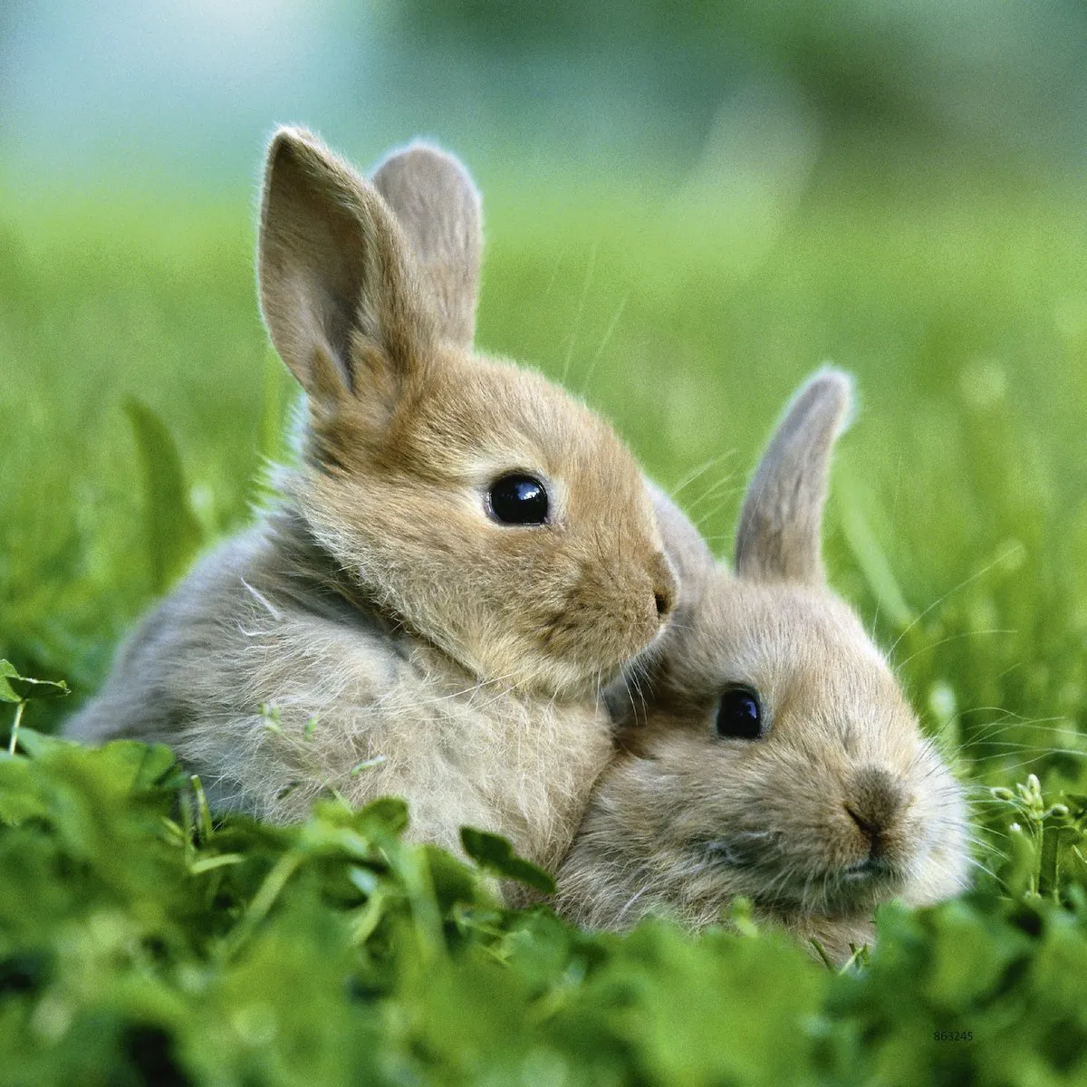 Ravensburger - Cute Bunnies Puzzle 3 x 49 Pc