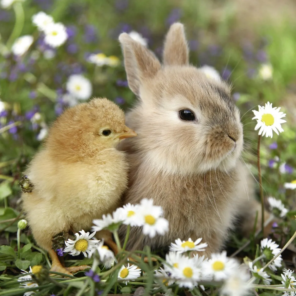Ravensburger - Cute Bunnies Puzzle 3 x 49 Pc